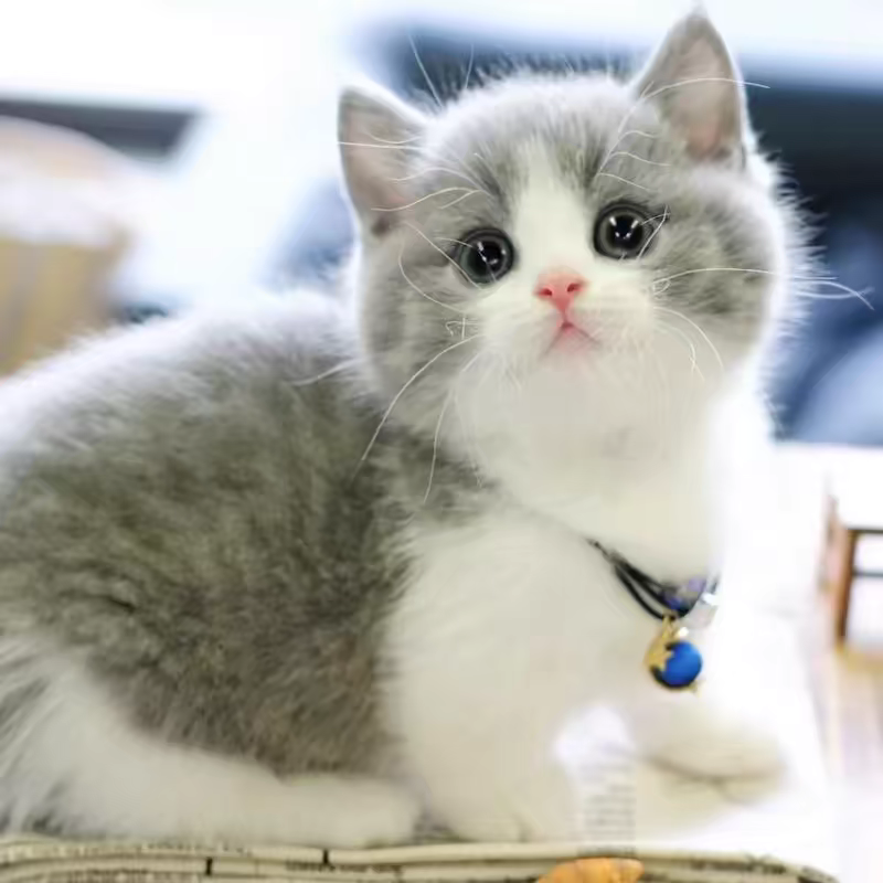 猫舍直销,批发价出售,英短蓝白